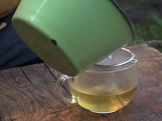 Příprava čaje z jehličí.
