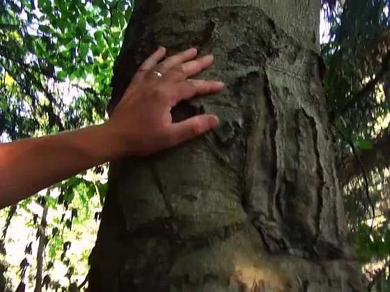 Poznáte věk stromu podle kůry? 