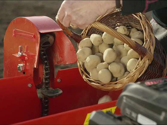 Víte, jak sázet brambory - jakou hloubku, kdy a jakou půdu?