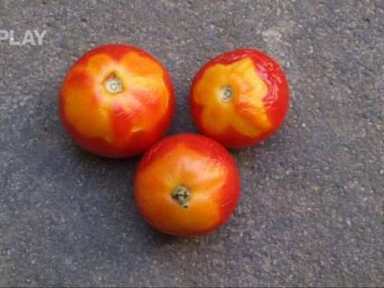 Pěstování rajčat na balkoně