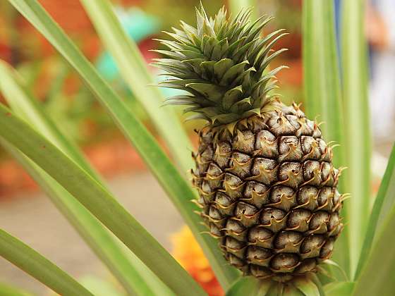 Víte, že i exotický ananas můžete pěstovat jako pokojovou rostlinu?