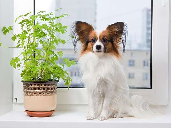 Pokojové rostliny nebezpečné pro psy a kočky