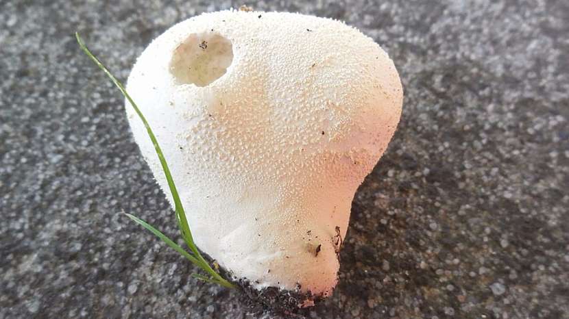 Pýchavku nelze zaměnit s žádnou jedovatou houbou