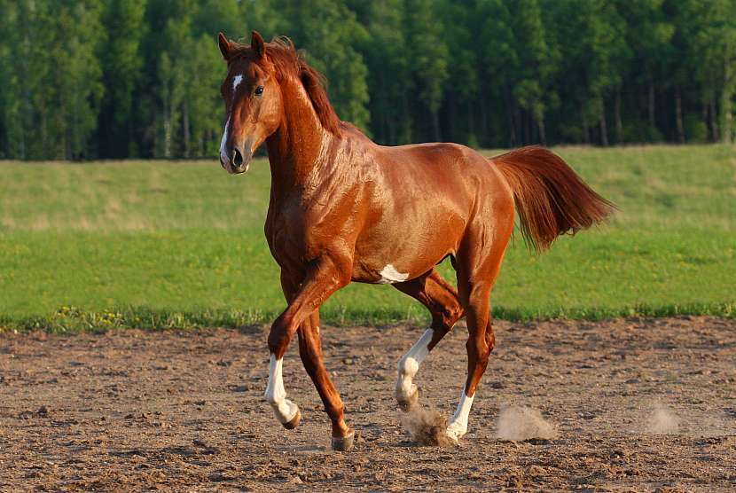 I koně je potřeba pravidelně odčervovat a očkovat (Zdroj: Depositphotos (https://cz.depositphotos.com))