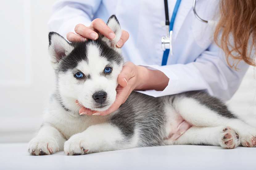 Mladý pes u veterináře