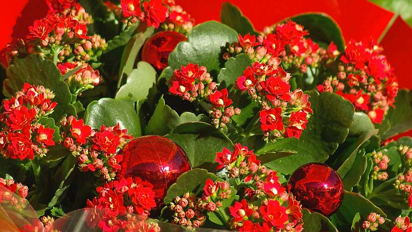 Nejkrásnější vánoční květiny: kalanchoe neboli kolopejka