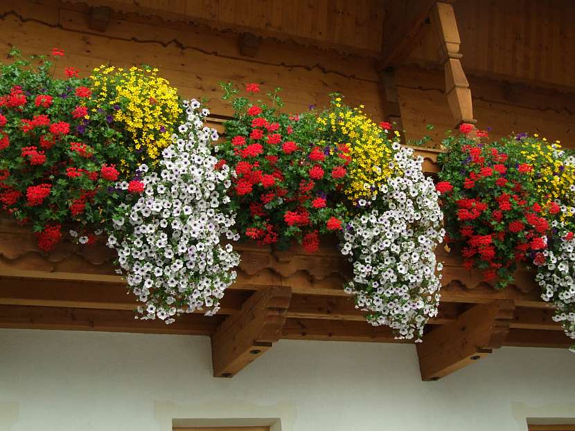 Pečujte o balkonové květiny tak, aby se vám bohatě odměnily záplavou květů (Zdroj: Ludmila Dušková)