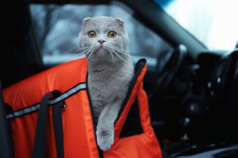 Přepravní taška pro kočku