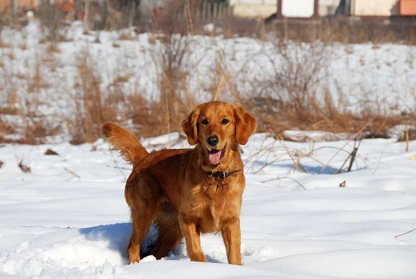 Víte, jak správně pečovat o svého psa v zimě? (Zdroj: Depositphotos (https://cz.depositphotos.com))