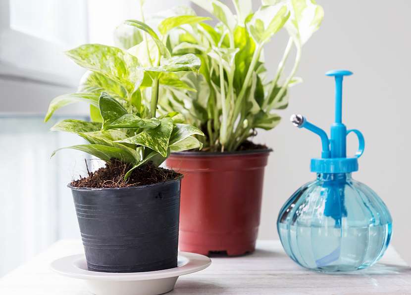 Pothos (nebo šplhavnice) je velmi silná rostlina, která je efektivní čističkou vzduchu