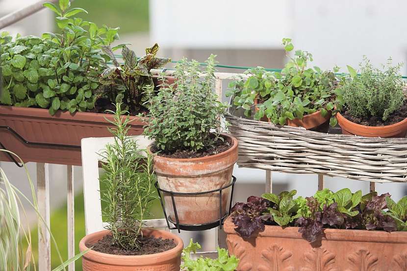 Bylinky na balkon: bazalka, pažitka, petržel, řeřicha, kopr, libeček, šalvěj, rozmarýn, tymián, oregano, estragon, máta, levandule, meduňka….