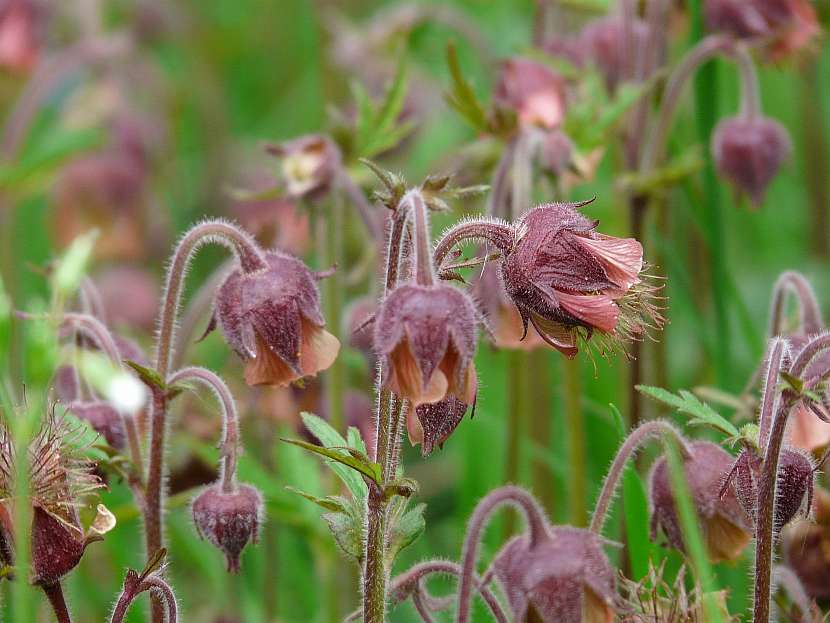 Kuklík potoční (Geum rivale)