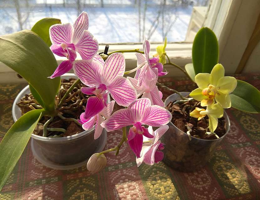 Předpokladem správného pěstování orchidejí je jejich vhodné umístění