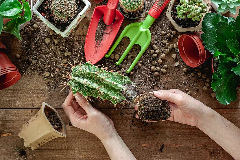 Shnilý kaktus se můžete pokusit zachránit radikálním ořezem