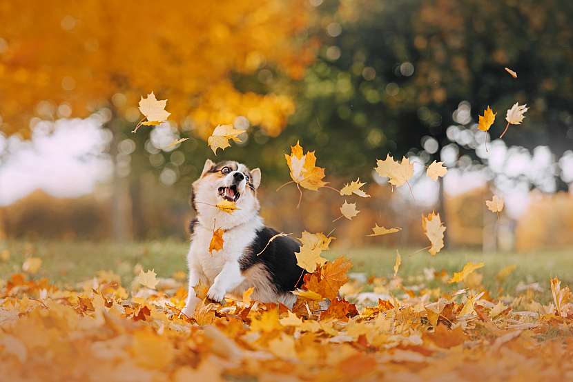 Pejsek má na podzim jiné potřeby (Zdroj: Depositphotos (https://cz.depositphotos.com))