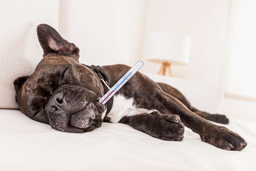 Očkování psa proti tetanu není povinné, ale je důležité (Zdroj: Depositphotos (https://cz.depositphotos.com))