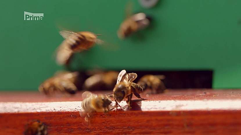 Zkuste si zařídit včelí úly na střeše vašeho domu (Zdroj: Prima DOMA)