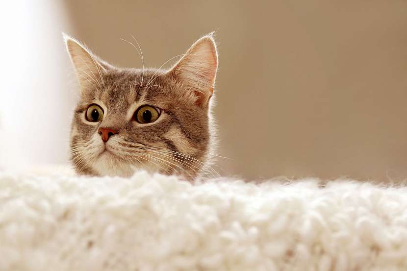 Kočičí nachlazení  je potřeba řešit a brzy léčit (Zdroj: Depositphotos)