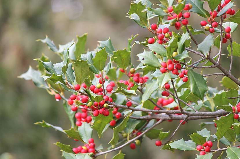 Cesmína temná (Ilex Opaca)