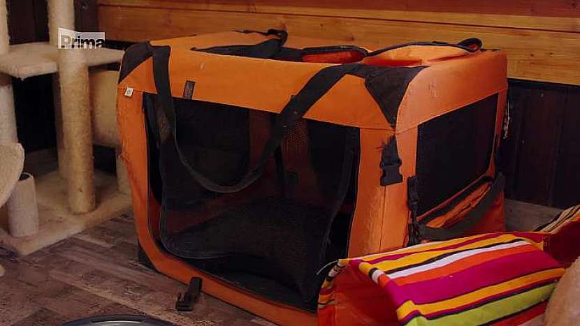 Kastrovaný mainský kocour může vážit až 12 kg, pořiďte mu proto odolnou cestovní tašku, která ho unese