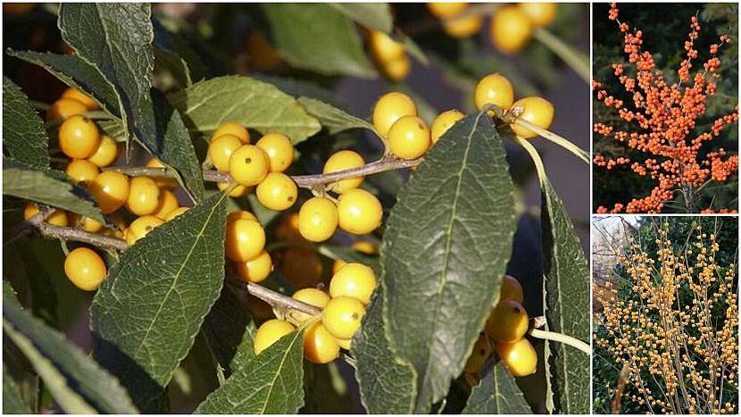 Žluté plody Ilex verticillata &#39;Goldfinch&#39;, oranžové plody Ilex verticillata &#39;Winter Gold&#39; a bledě žluté Ilex verticillata &#39;Gold Winterberry&#39;