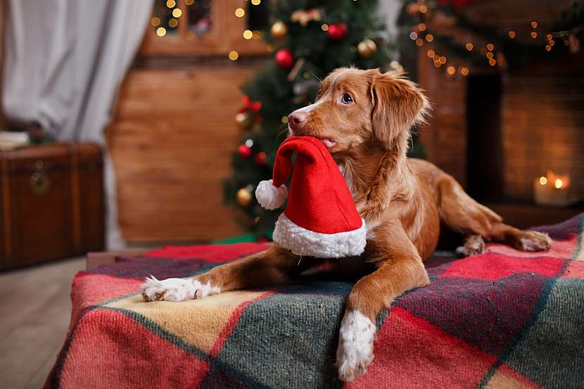 Krmení psa o Vánocích se nemusí přehánět (Zdroj: Depositphotos (https://cz.depositphotos.com))