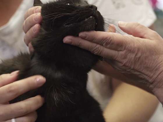 Jak se postarat o kočky, aby nenosily domů klíšťata nebo blechy