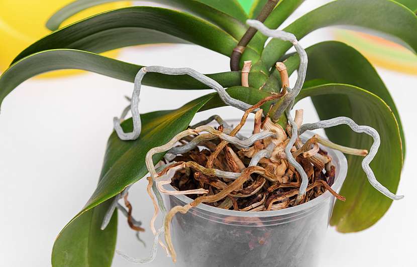 Vzdušné kořeny orchideje se mohou dostat na povrch květináče, což rostlině nijak neublíží, ale naopak světlo a vzduch ocení