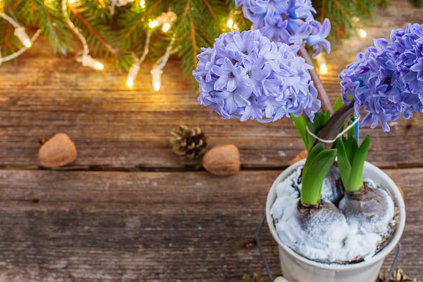 Vánoční cibuloviny jsou velmi oblíbenou dekorací na štědrovečerním stole (Zdroj: Depositphotos)