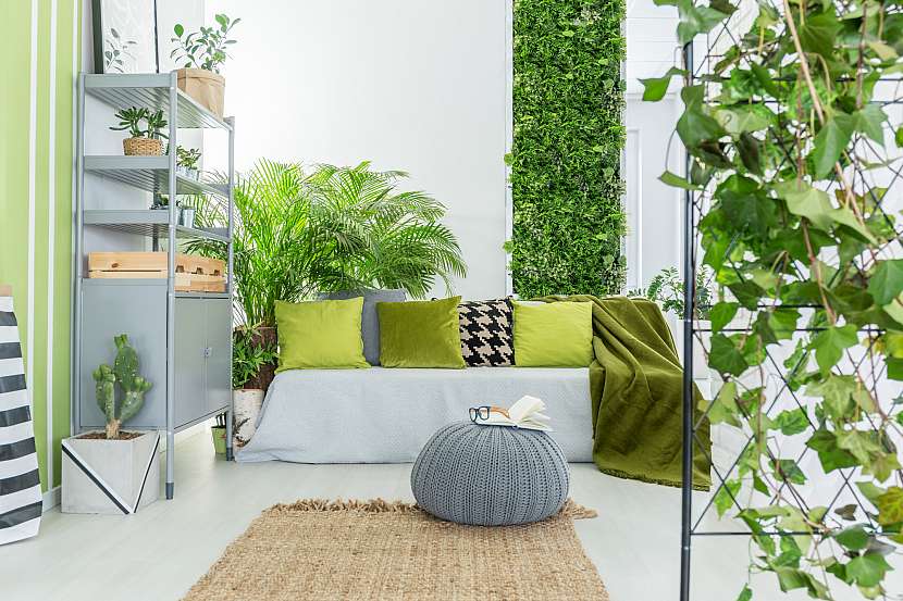 Pokojové rostliny vnesou do našeho domova příjemnou atmosféru (Zdroj: Depositphotos)