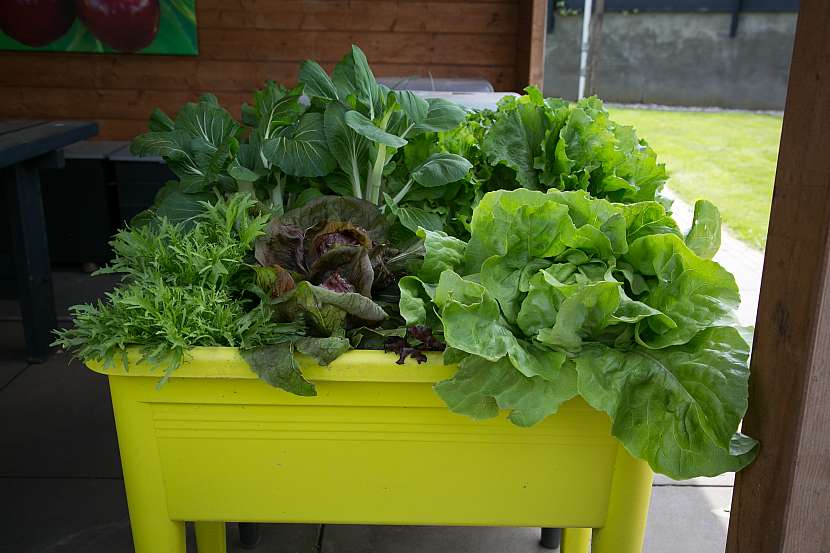 Zelenina v truhlíku