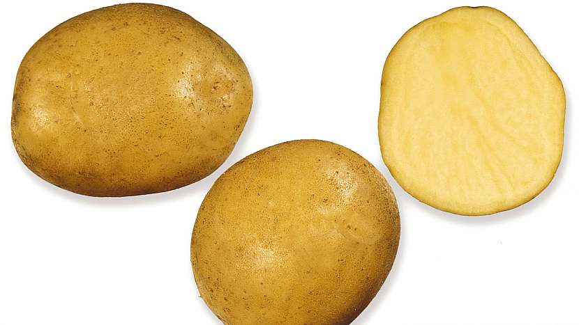 Brambory:  velmi raná  odrůda MAGDA