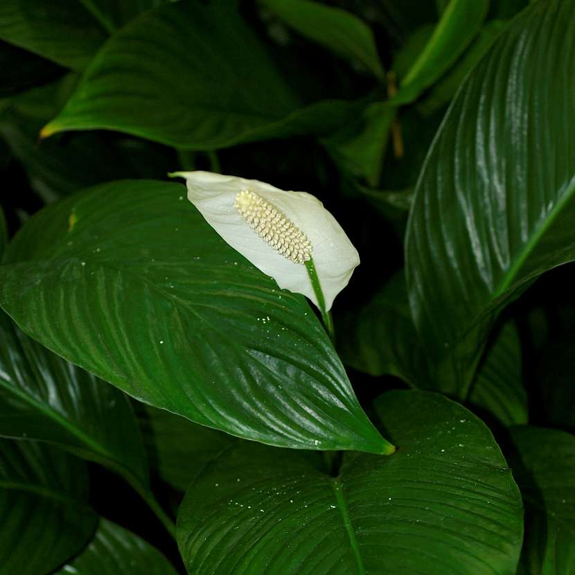 Spathiphyllum - má krásné a elegantní květy i listy