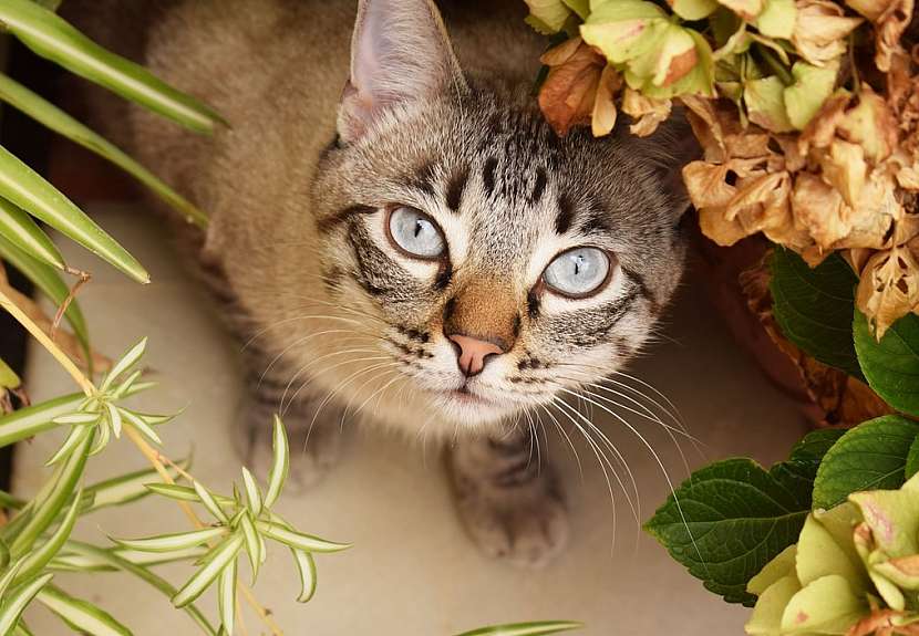 Chraňte kočky před toxickými rostlinami (Zdroj: pixabay.com)