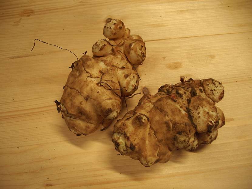 Topinambury jako netradiční plodina na našich zahradách (Zdroj: Ludmila Dušková)