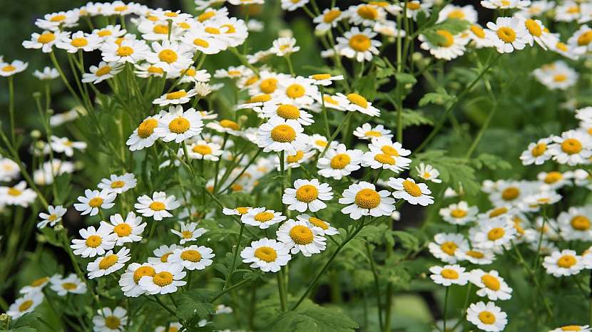 Řimbaba obecná (Tanacetum parthenium)  se už od nepaměti používá proti bolestem hlavy