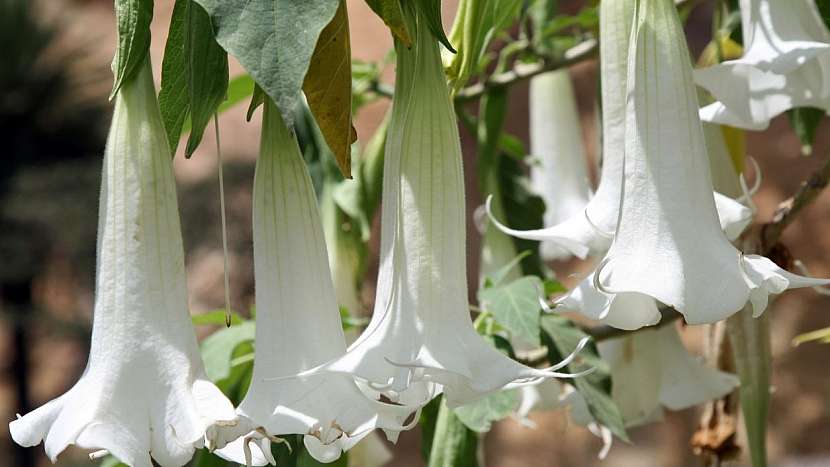 Jedovaté rostliny: Durman obecný (Datura stramonium)