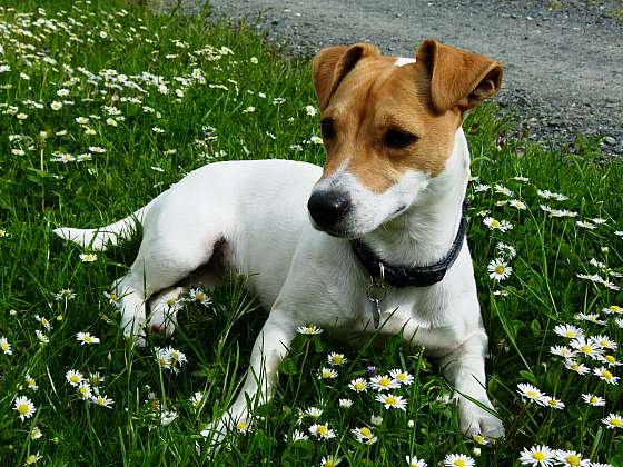 Jack Russell teriér: Divoch i láskyplný společník