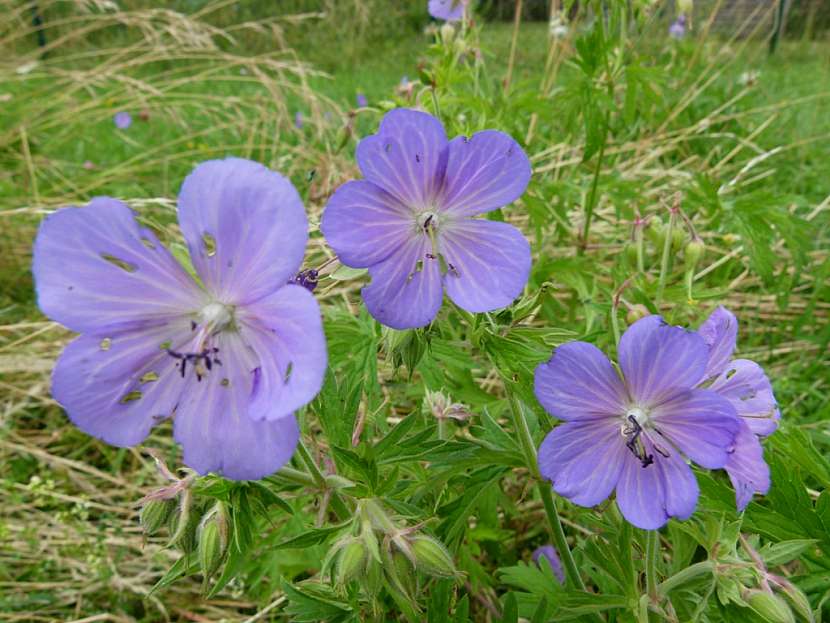 Kakost luční (Geranium pratense)