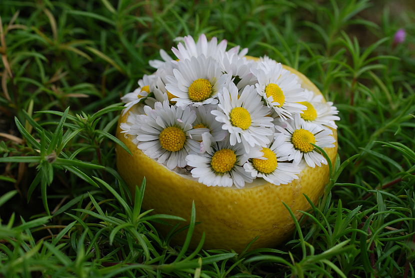 Zkuste si vytvořit méně tradiční dekorace z citrusové kůry a květů (Zdroj: Jana Hanšpachová)