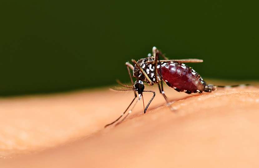 Někdy se komářímu ataku nevyhneme ani při sebelepší obraně. Co pak s tím? (Zdroj: Depositphotos)