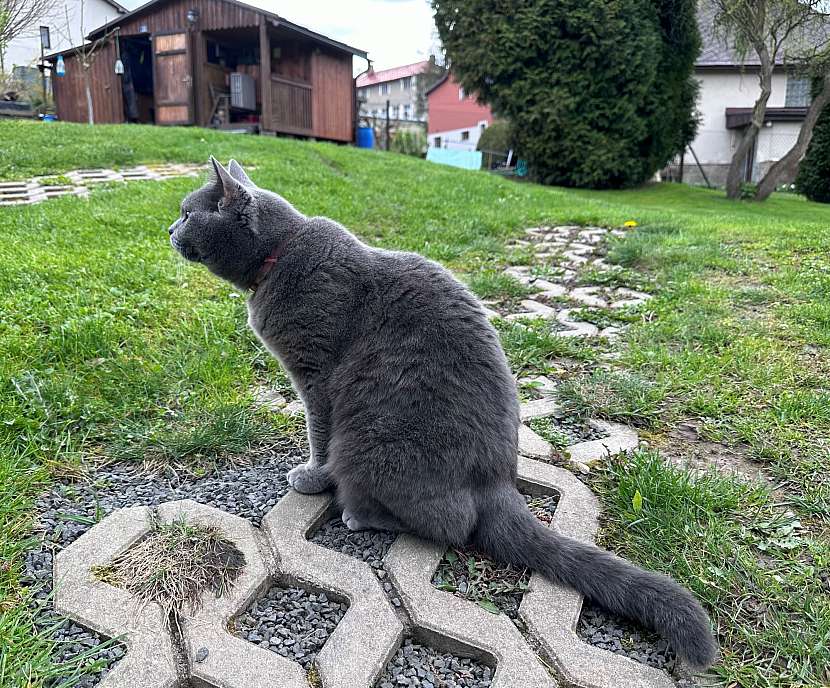 Pro kočky, které jsou zvyklé být venku, jsou ideální obojky