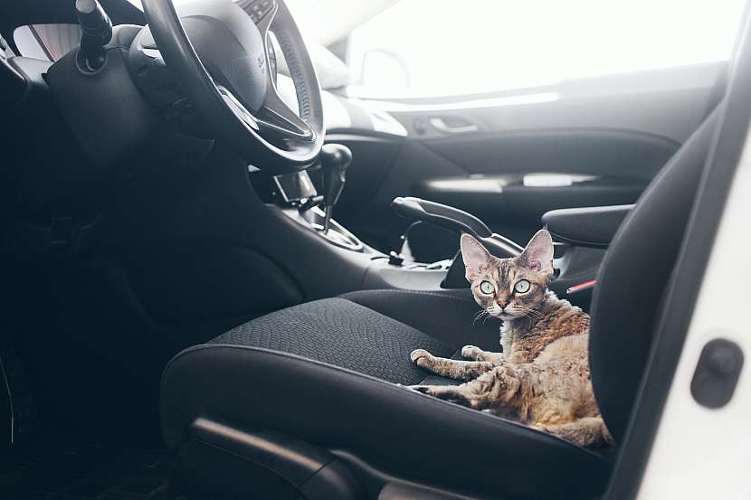 Kočka v autě 