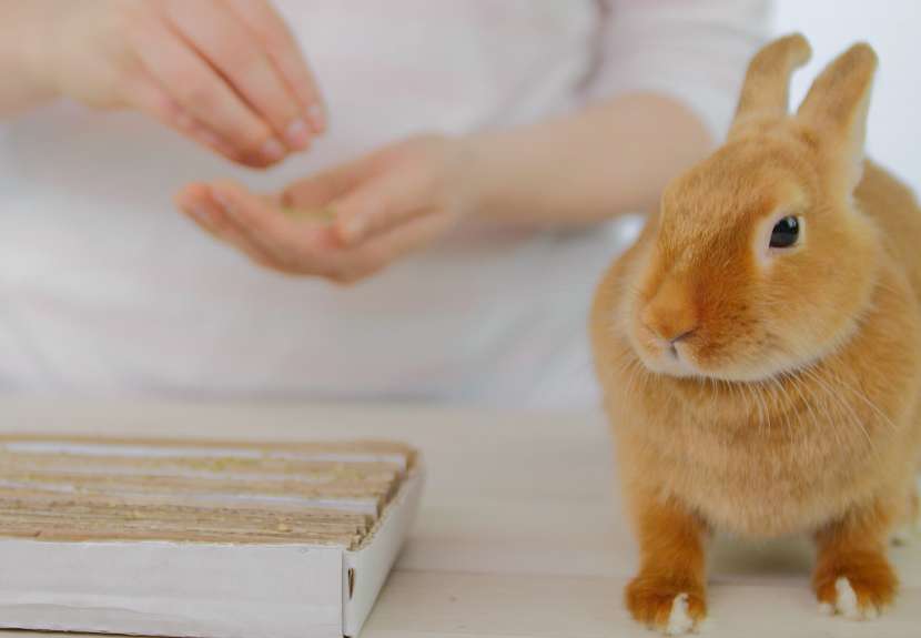 Jak nakrmit a zabavit králíka: mrkev a byliny mezi pruhy kartonu