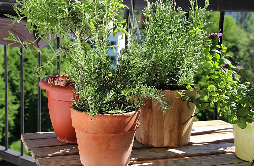 Na balkoně můžete pěstovat zeleninu i bylinky (Zdroj: Depositphotos)