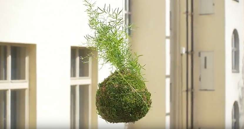 Kokedama z asparágusu: Jak pěstovat oblíbenou rostlinu v mechové kouli