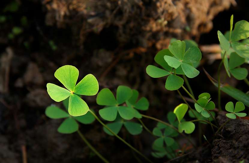 Šťavel (Oxalis triangularis), čtyřlístek, je již tradičně symbolem štěstí