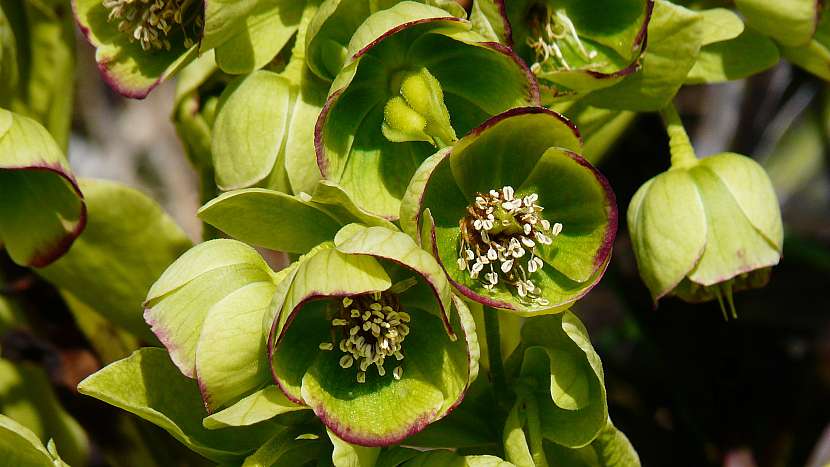 Čemeřice smrdutá (Helleborus foetidus)