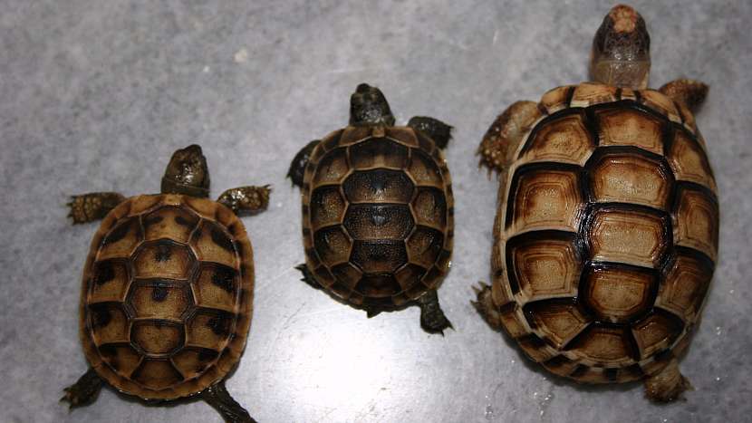 Mláďata želvy zelenavé, žlutohnědé a vroubené (zleva)