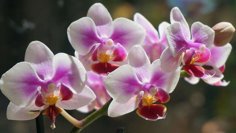 Nejkrásnější vánoční květiny: orchidej Phalaenopsis, česky můrovec